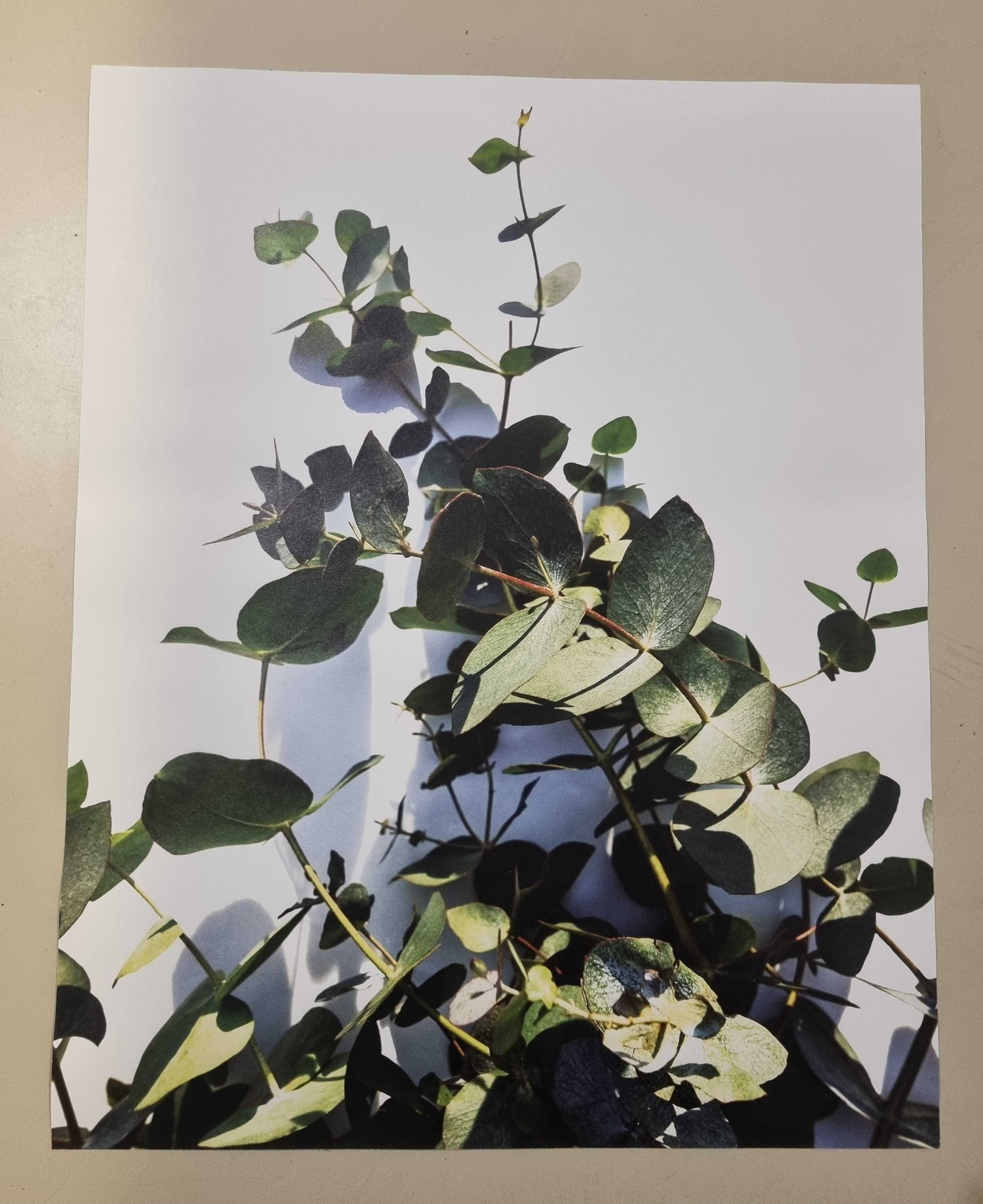 2 plakaty do ramy sowa eukaliptus 40x50 poster