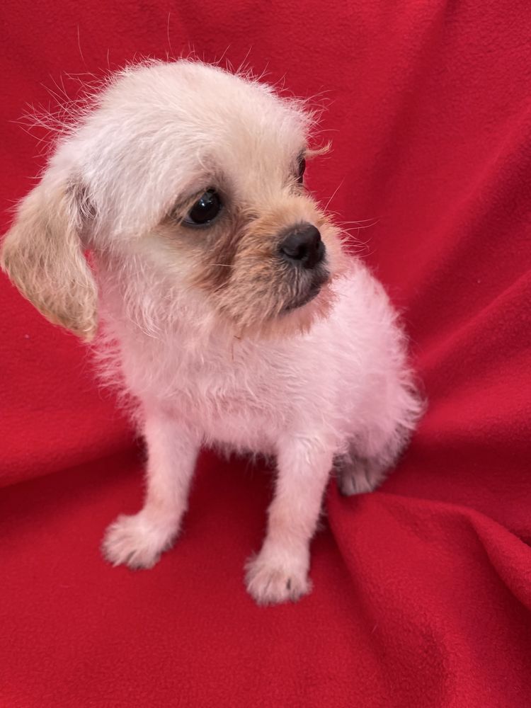 PIESEK mops chihuahua