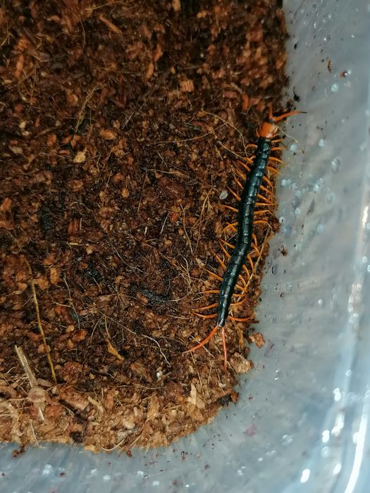 Skolopendra subspinipes - skolopendry, terrarium