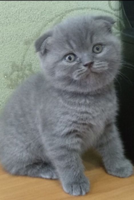 Вязка.Лучший кот! Шотландец