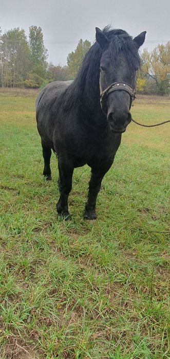 Klacz zimnokrwista + Kara