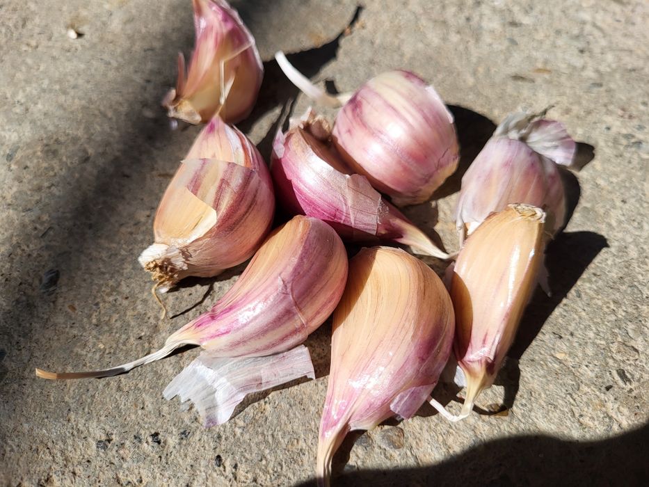 czosnek harnaś polski do sadzenia ząbki duże 7kg