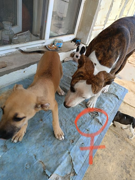 Продаю питбули с паспортами