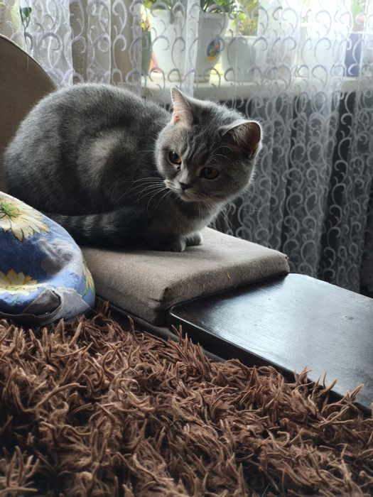 Продам шотландських котят