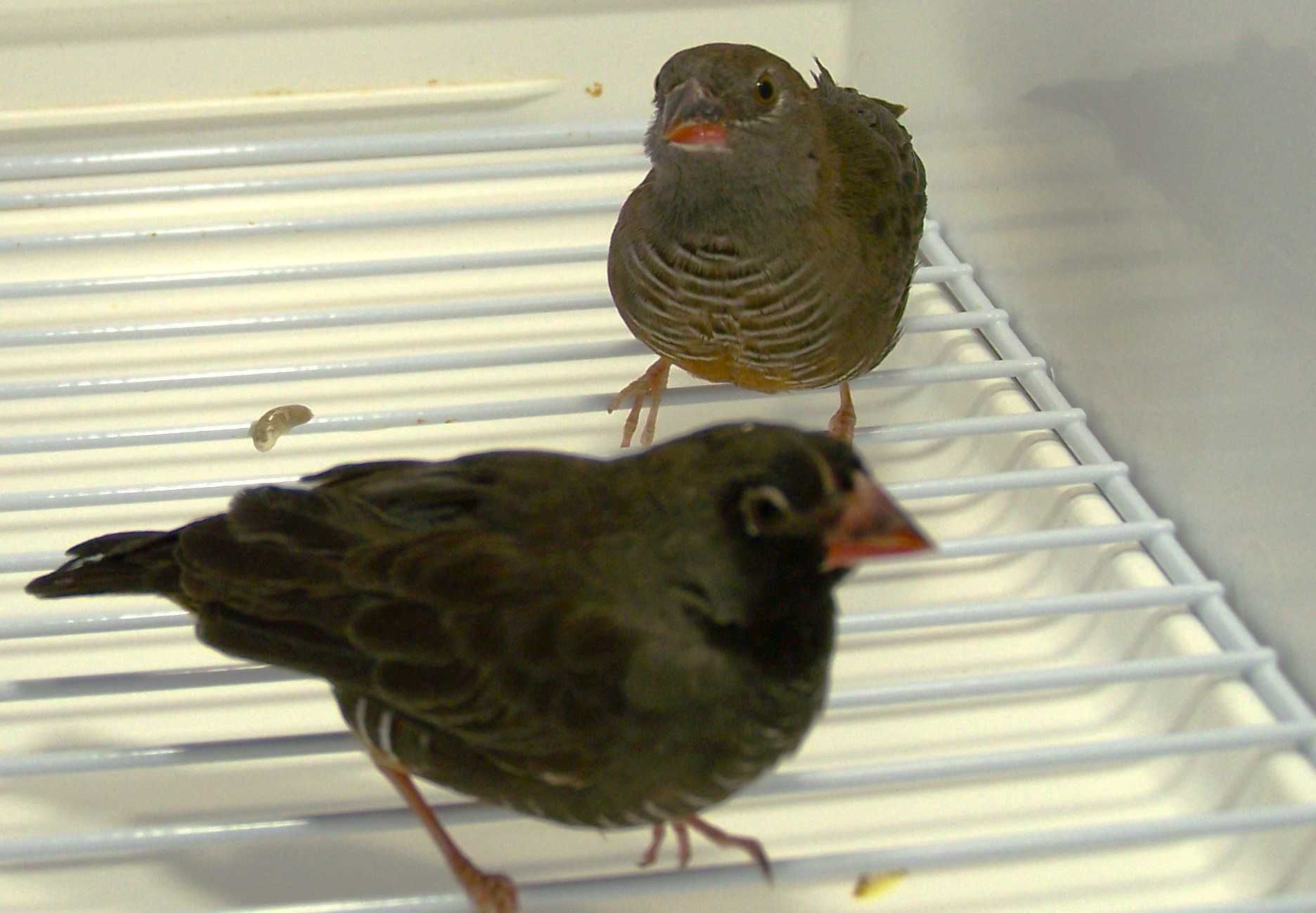 Trawinek zmienny (Ortygospiza atricollis)