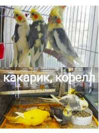 Продам папуг молоденьких  корелл ,клітки