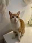 Kocurek do adopcji