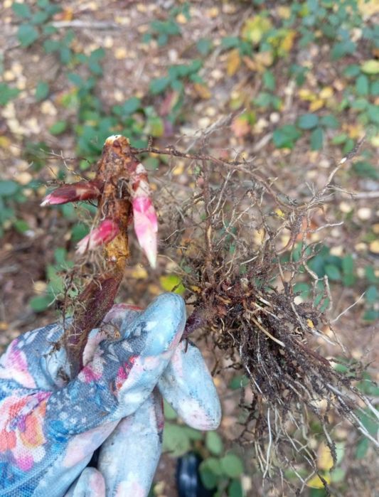 Korzenie jeżyny zimozielonej pokarm straszyk patyczak