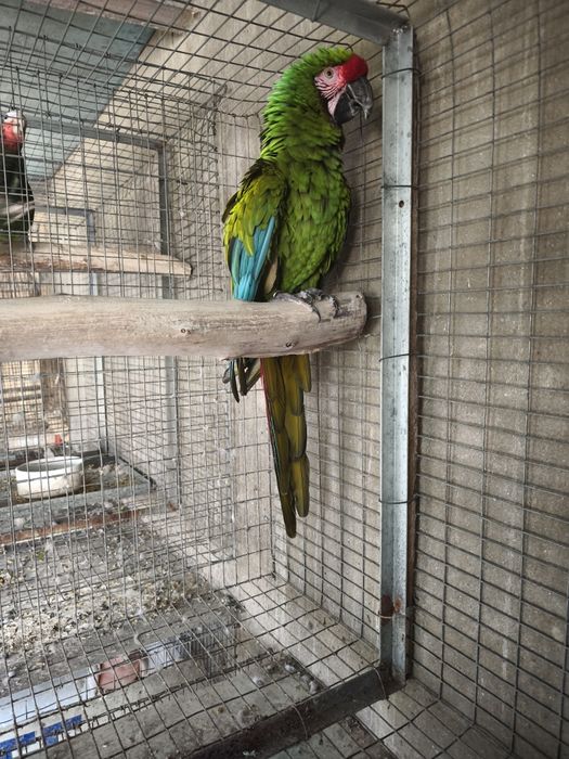 Arara militar macho adulto 2013 disponível para entrega imediata