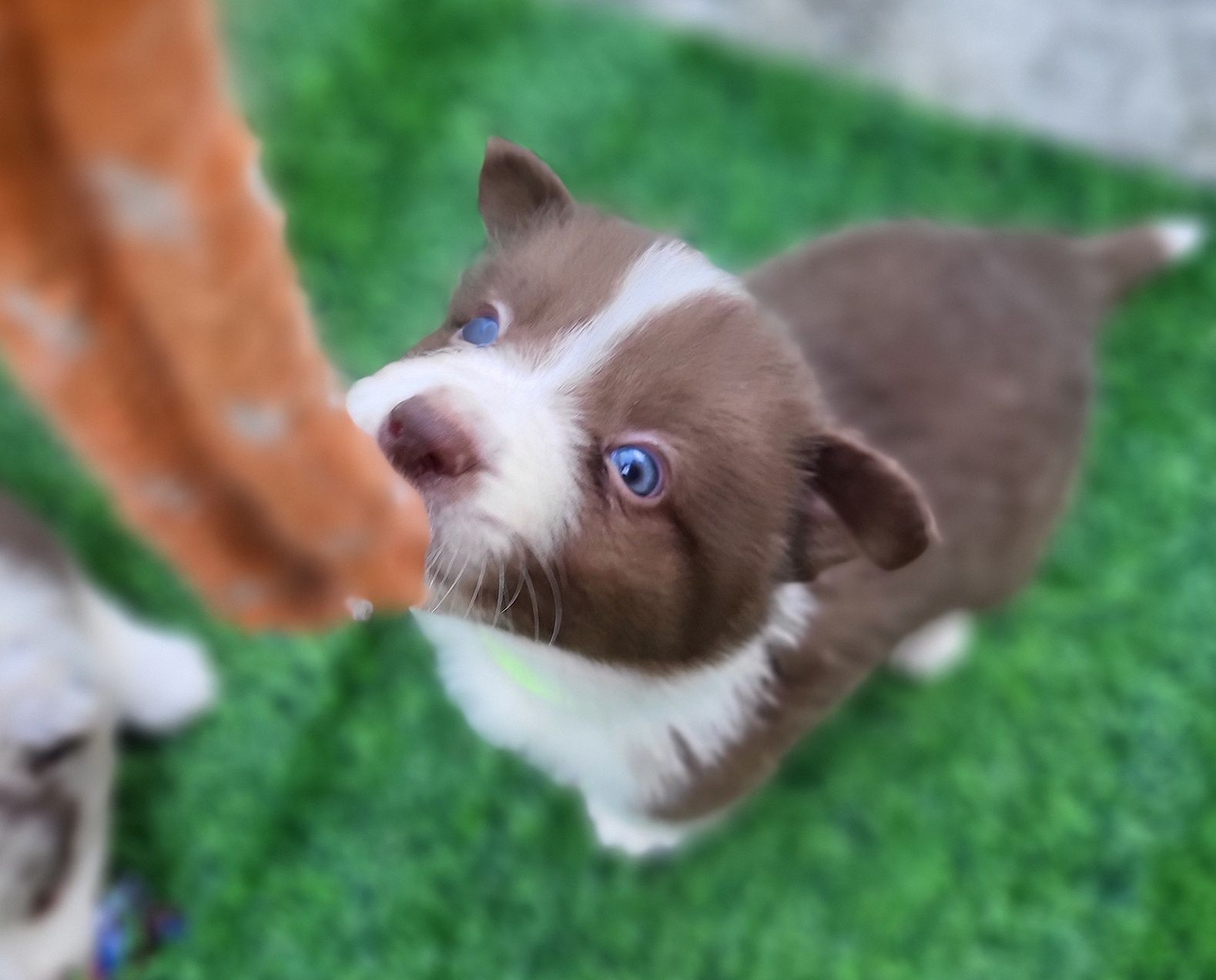 Border collie rezerwacja