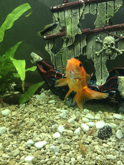 Ryba welon złota rybka