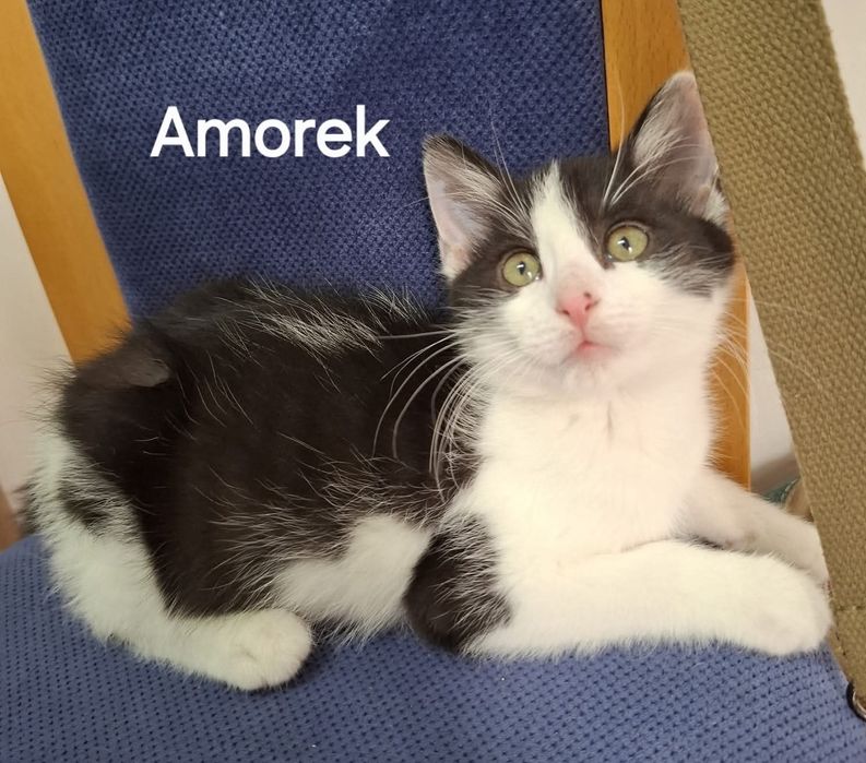 Amorek około.10 tygodni szuka super domku.