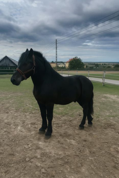 Ogier zimnokrwisty 1,5roku