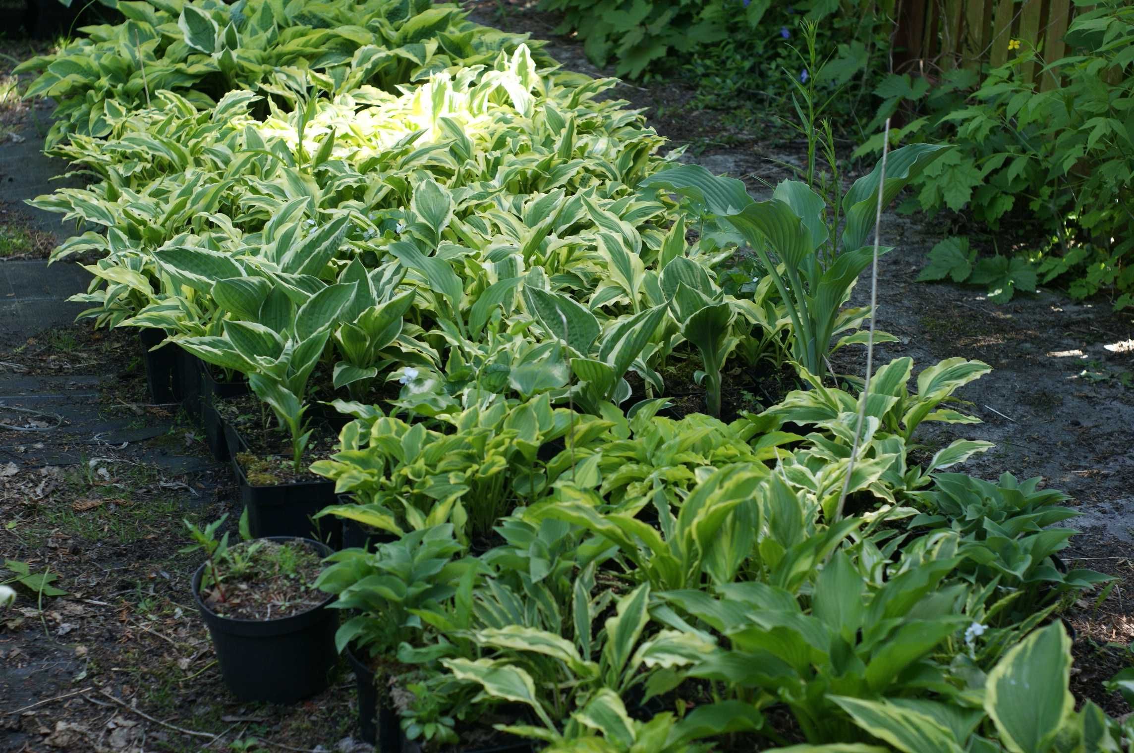 Funkia hosta funkie