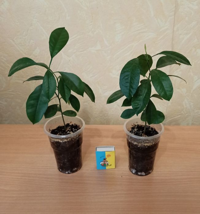 Мандарин каламондин цитрусовое дерево