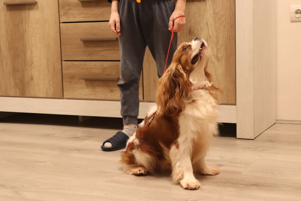 Породний красивий кобель Кавалер, в'язка