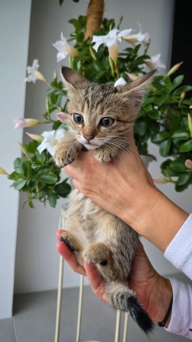 Отдам котенка , мальчик, бесплатно