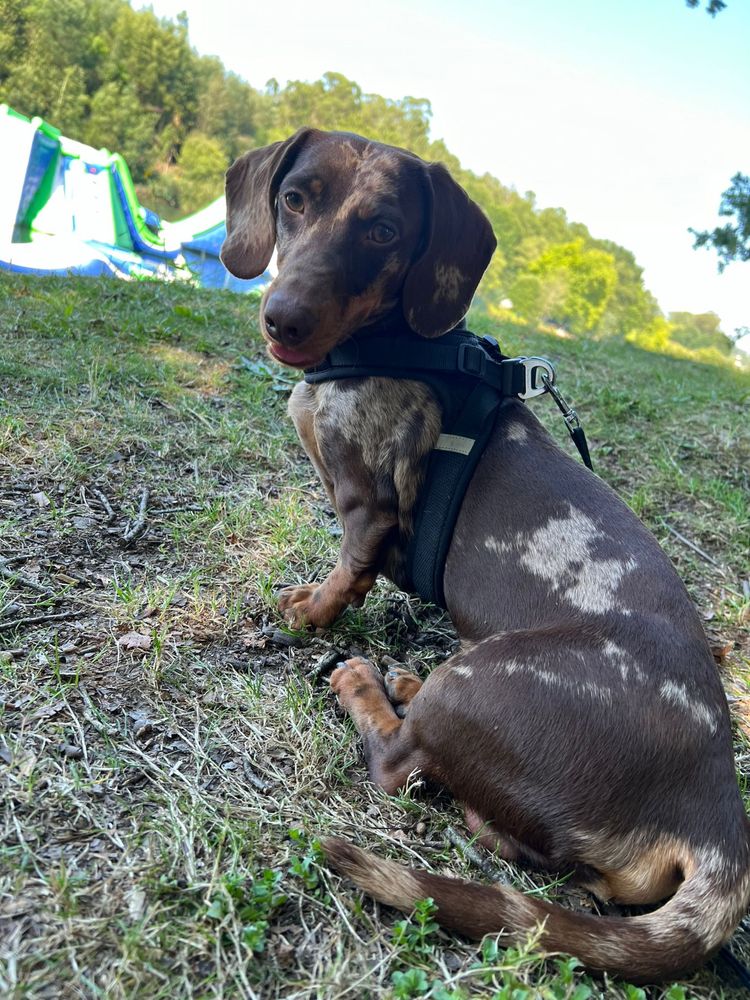 Daschund/ teckel acasalar