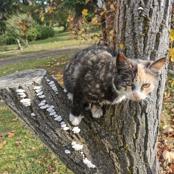 Oddam kotke w dobre ręce