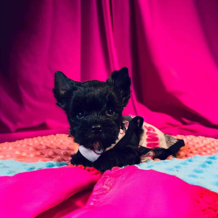 Czarny York - do odbioru. Nie wybarwi się. Oboje czarni rodzice.