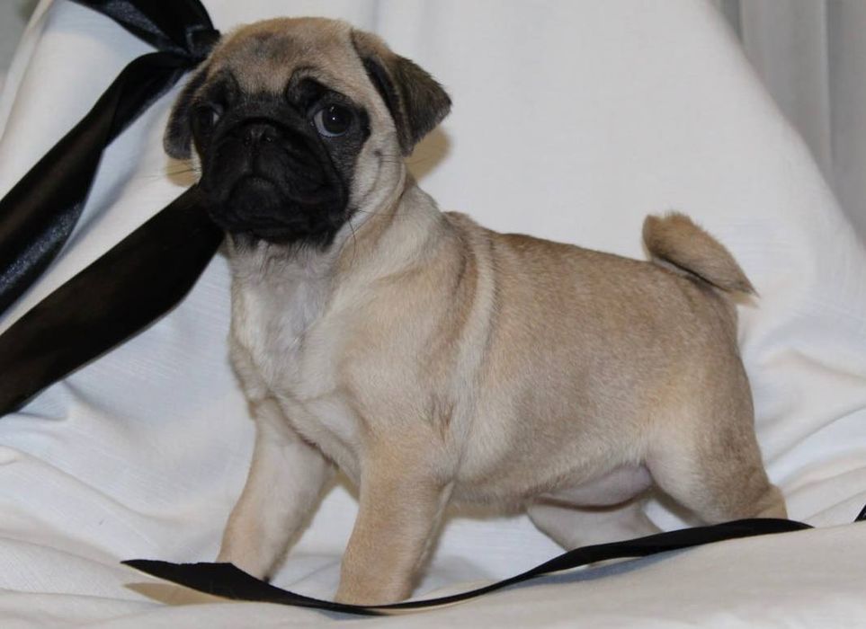 Бомбезні мопсики