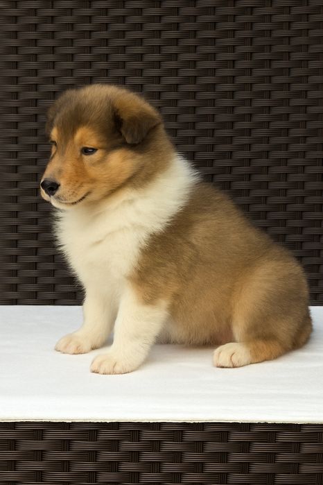 Rough Collie - Lassie