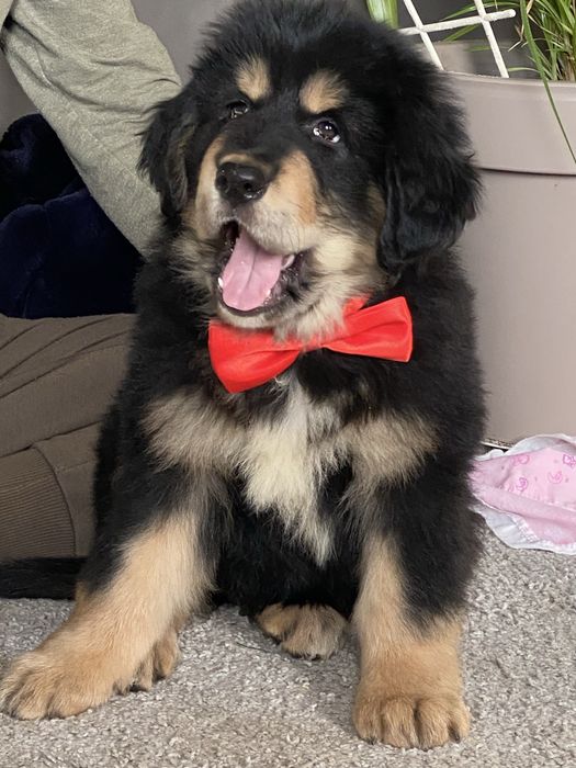 Чорнопідпалий окрас. Тибетський мастиф. Цуценя.