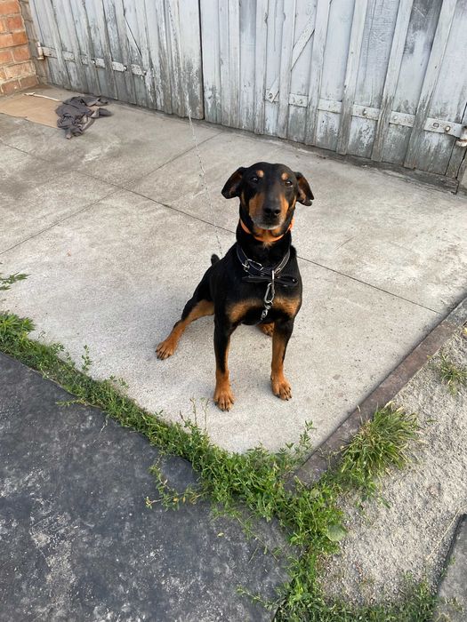 Знайдено ягдтерьера