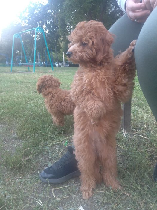 Пуделек малыш...