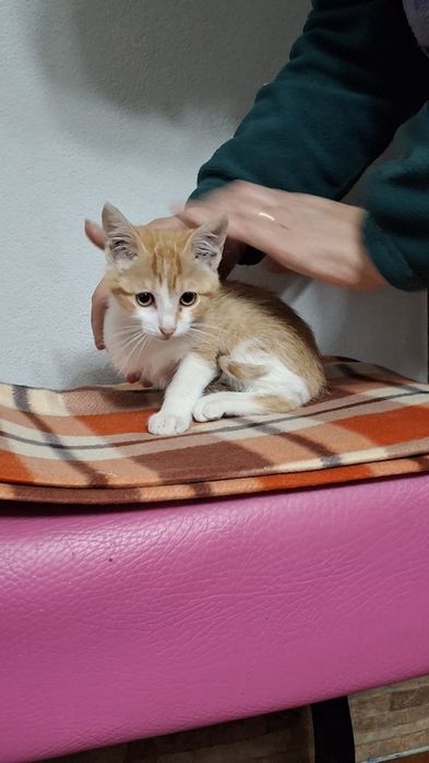 Dá-se gatinhos bebés