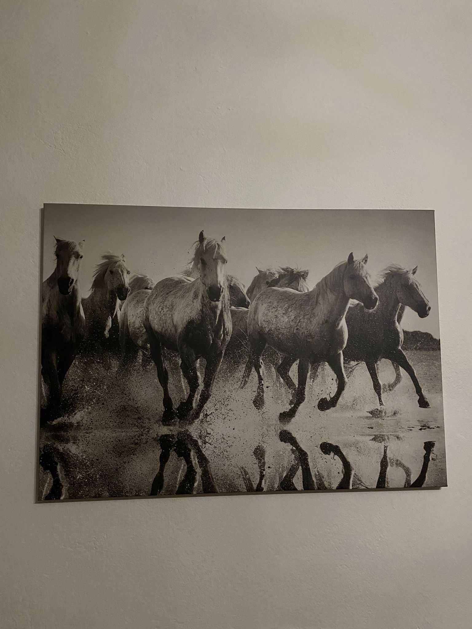 IKEA PJATTERYD Obraz Dzikie konie 70x50 cm
