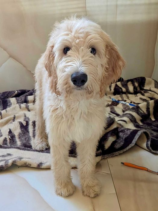 Irishdoodle- Badania genetyczne