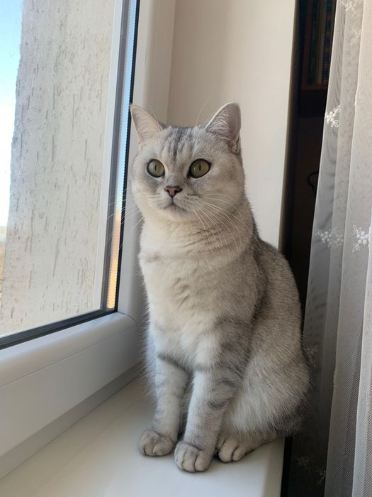 Шукаємо кота для вʼязки