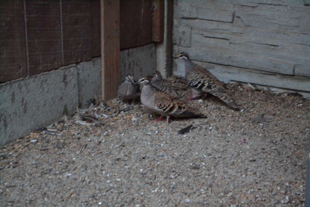 Gołąb miedzianoskrzydły, gołębie miedzianoskrzydłe
