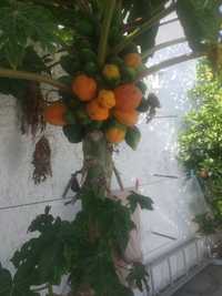 Árvore papaya  resistente às intempéries