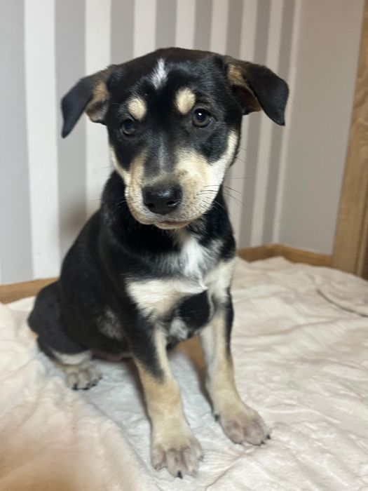 oddam szczeniaka suczke