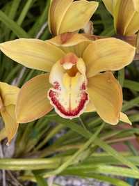 Orquídeas várias cores