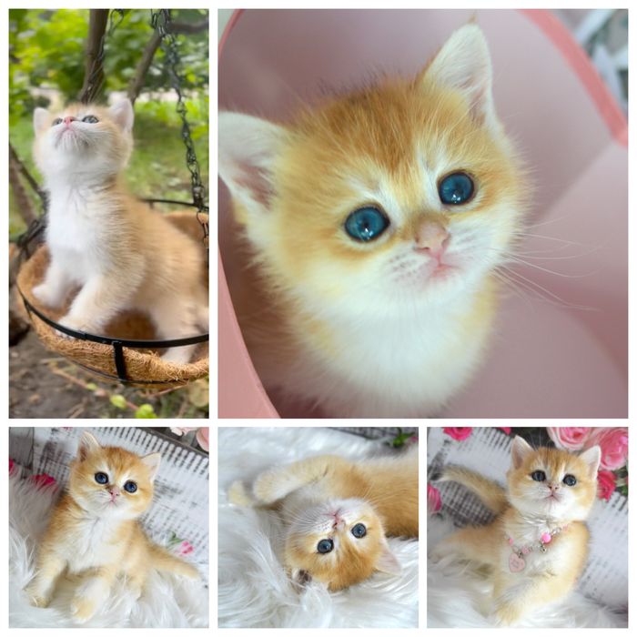 Британська золота шиншила