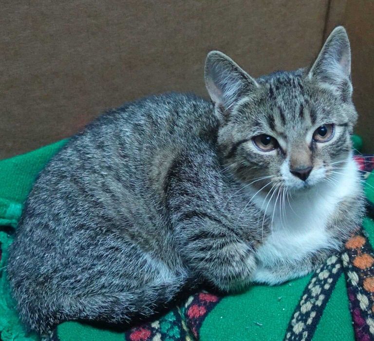 Znaleziono kota przy działkach