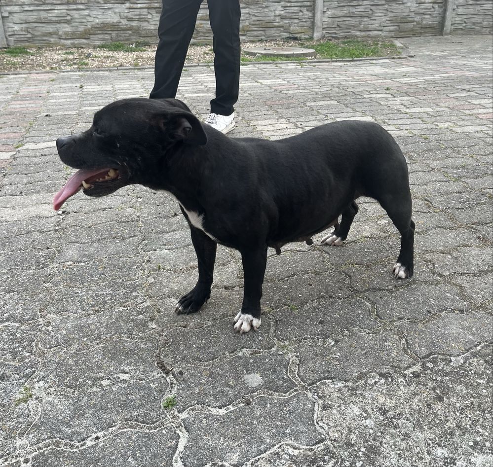 Staffordshire Bull Terrier- Staffik