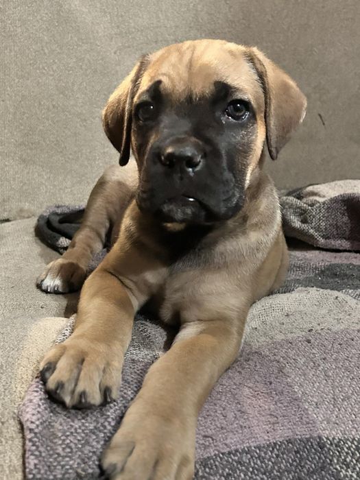 Цуценята Канекорсо