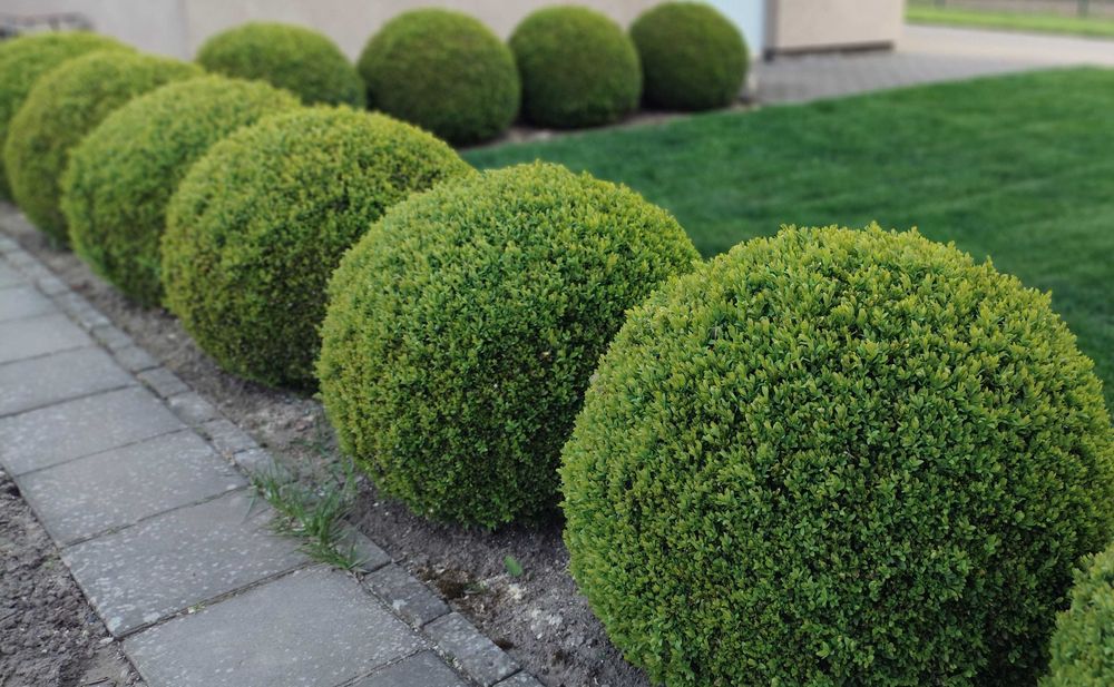 Bukszpan formowany w donicy, kule bukszpanowe - wysyłka gratis