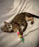 7-tygodniowa Kinia. Cudowny przytulak do adopcji.