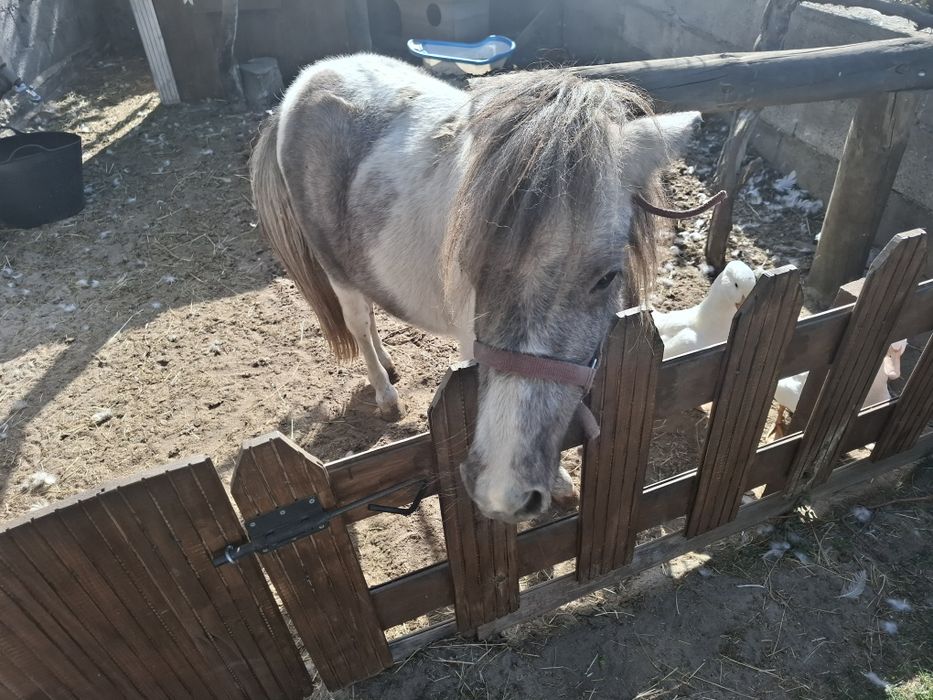 Vendo poney shetland