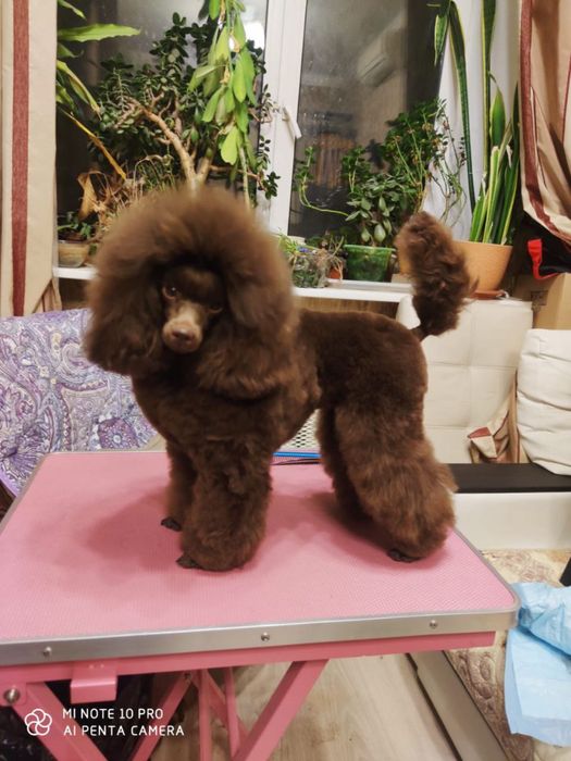 suczka pudla brązowego fci