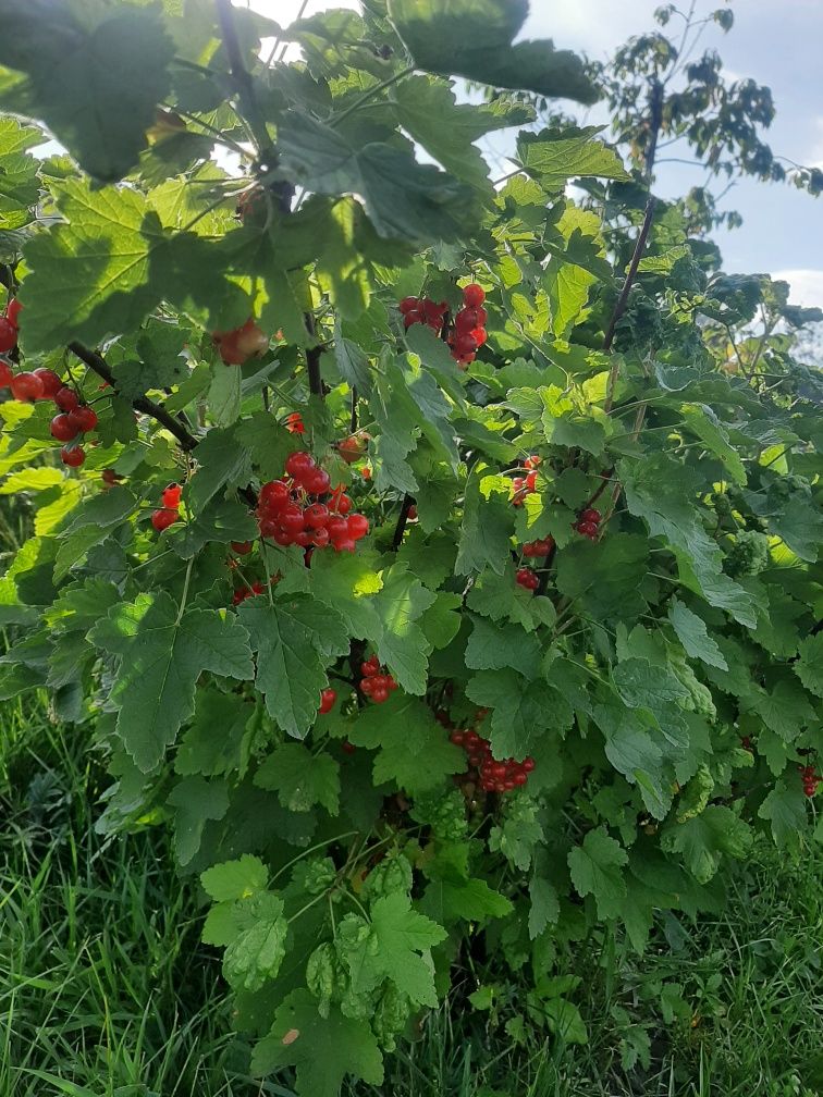 Продам саженці плодоаих дерев