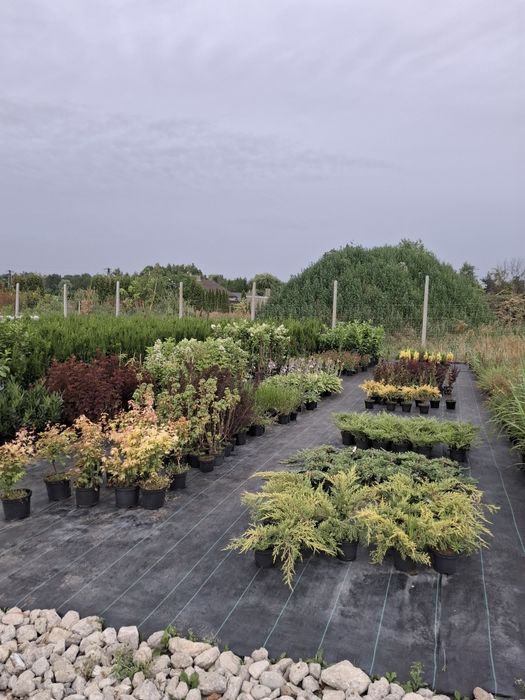 Hortensja różne odmiany