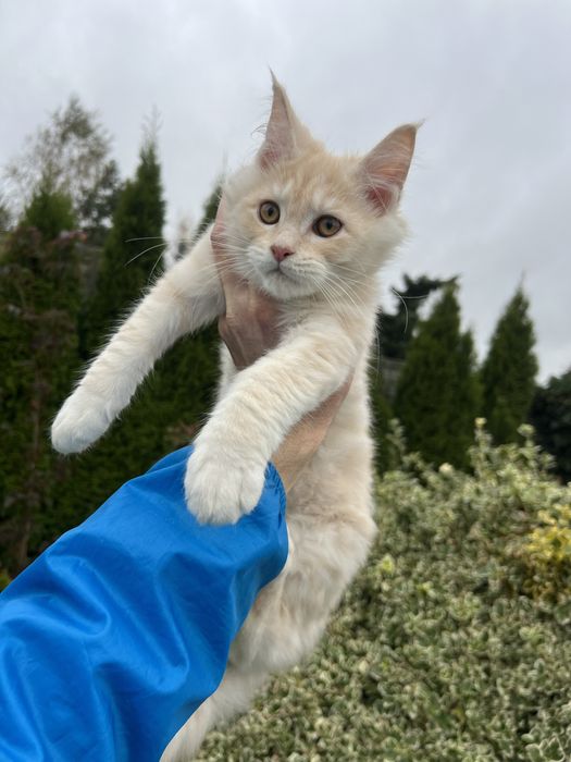 Kotka   Maine Coon  z Rodowodem