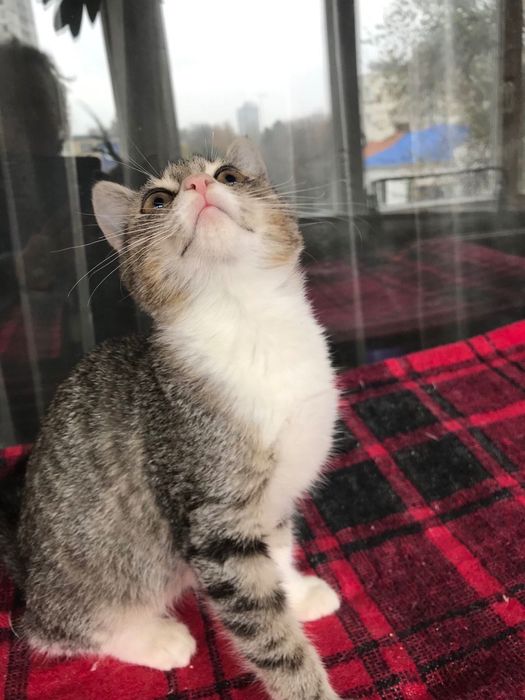 Измените жизнь принцессы. Котёнок бесплатно