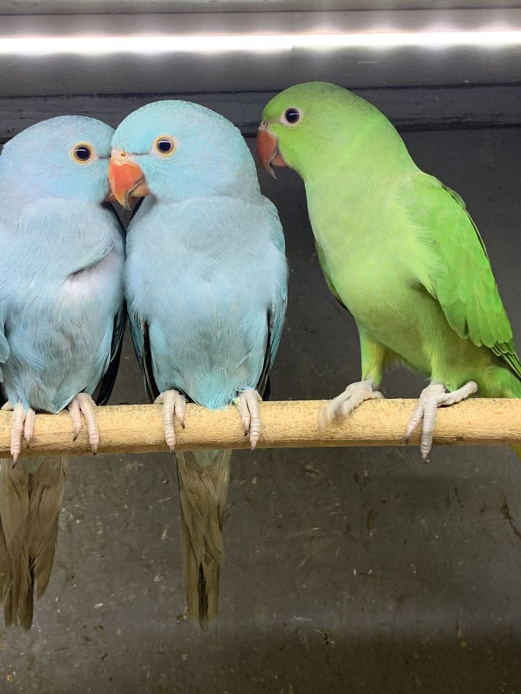 Синие редкие ожереловые попугаи